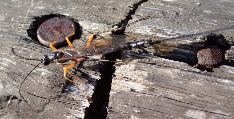 Ichneumonidae da Id.